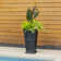 Anastasiya Polyethylene Pot Planter