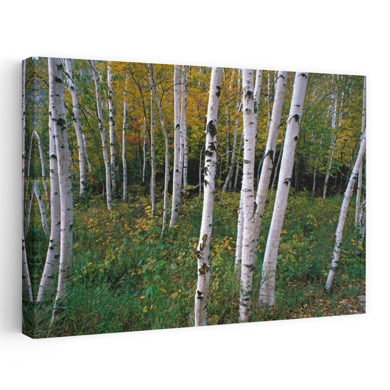 Support de bouleaux blancs, art abstrait de forêt d'automne contemporain, H 16 po x l 24 po