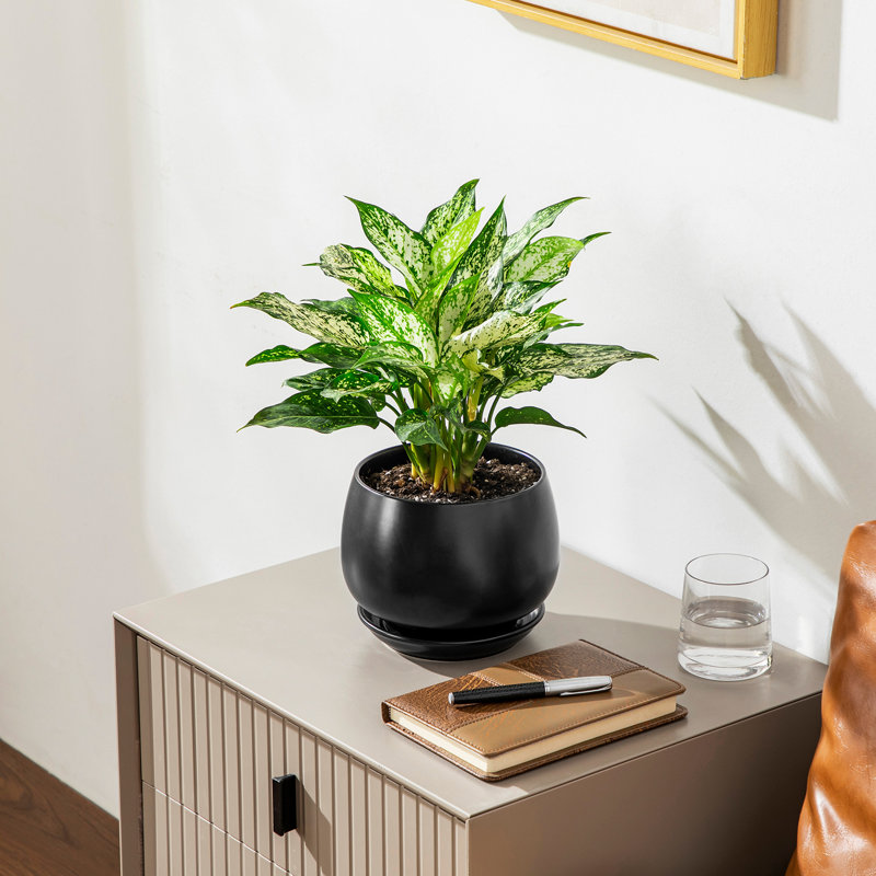 TYHPOT Ceramic Pot Planter, Black
