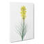 Yellow Asphodel Flowers by Pierre-Joseph Redoute - Wrapped Canvas-55320244