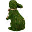 Lapin vert 10,5