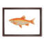 Orange Carp Fish by George Shaw - Picture Frame Painting Print-55616435-55616434