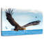 Aigle en vol-1366346630