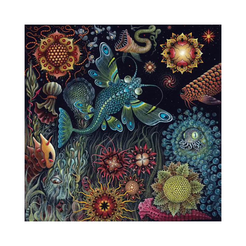 Starfish by R.S. Connett - Wrapped Canvas Print, 30.48cm H x 30.48cm W x 1.905cm D