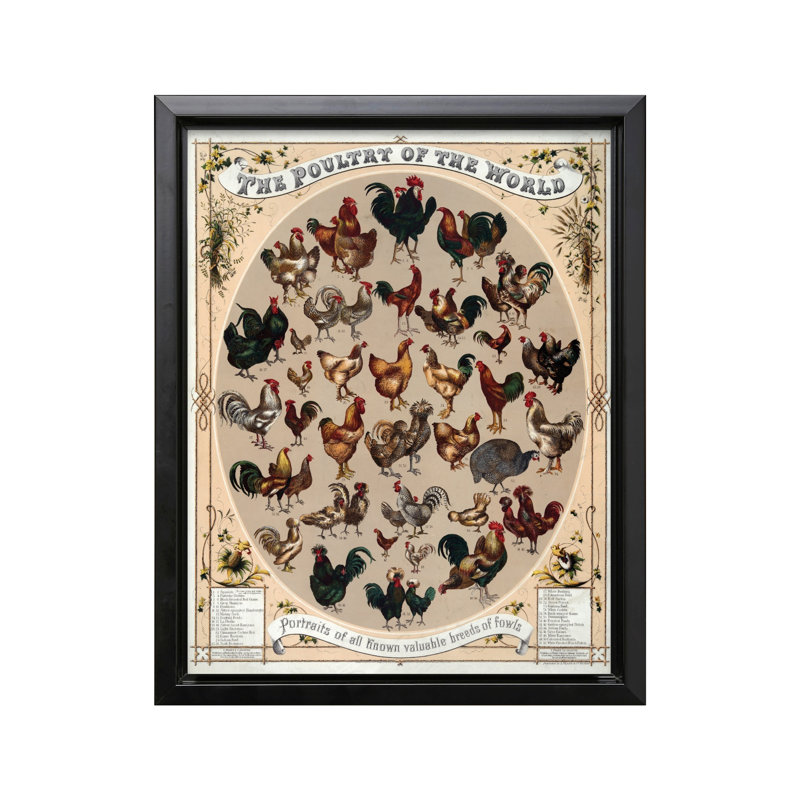 Volaille du monde, 08"H x 10"W, Canvas, Black Framed