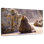 Phoque bronzant