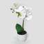 Centres de table orchidées phalaenopsis en pot-1994886774-1996288491