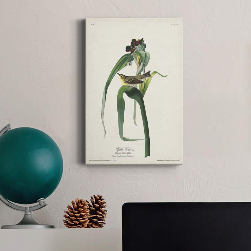 " Pl. 30 Vigors Vireo "