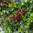 Leyon 28" W Eucalyptus and Berry Wreath