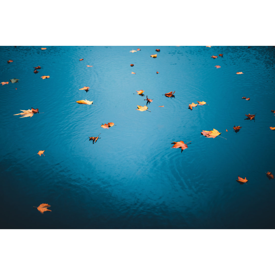 Herbstblätter im Wasser - Leinwandbild