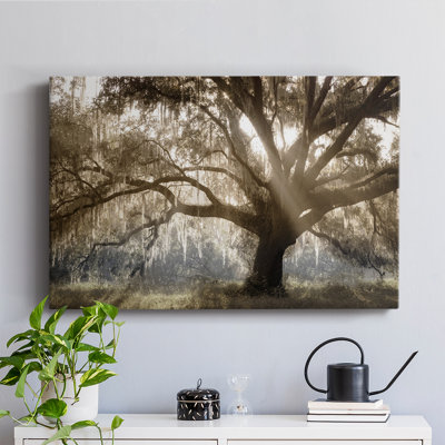 Virginia Oak -Gallery Wrapped Cavas