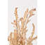 Dried Flower Bunch-119034009-119034008