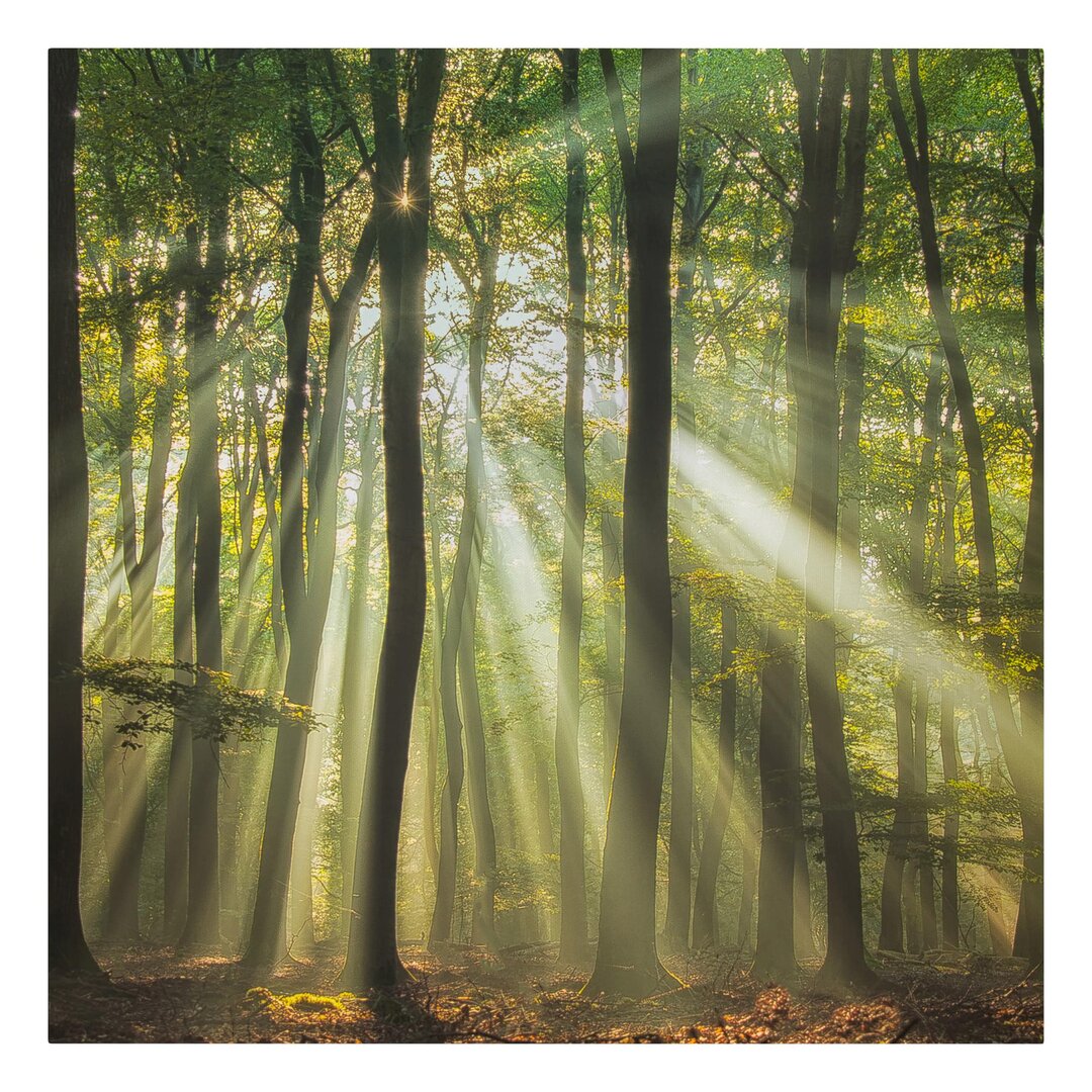 Leinwandbild Sonnentag im Wald