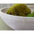 Ashly Bowl-538785217