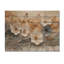 Doux crème crémeuse Morning Glory Fields IV - décoration murale en bois Morning Glory - sur bois de pin naturel-971695858