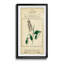 Linnaean Botany II - peinture encadrée-825604144-825604145