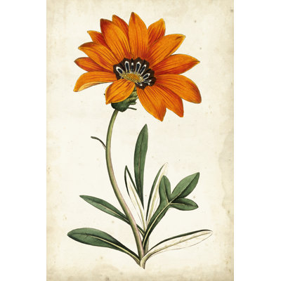 Tangerine floral I