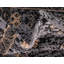 Tapis gris Adonnis-40285916