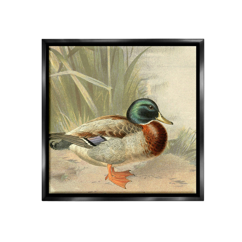 «Traditional Duck And Pond» par Gail Fraser sur, Cadre flottant noir de jais, H 25 po x l 25 po