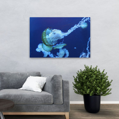 Jelly - Photography Animals Art