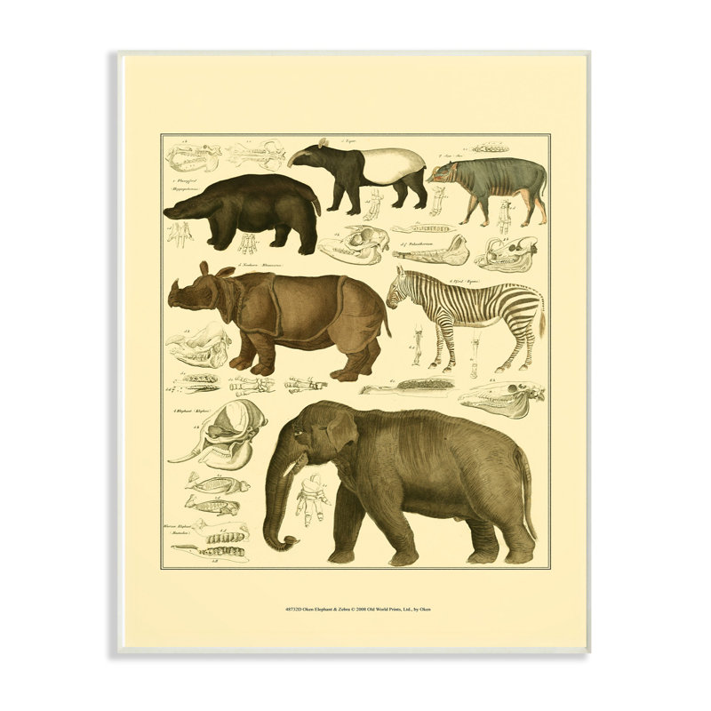 « animal anatomie illustration », impression, H 15 po x l 10 po x P 0,5 po, Plaque murale