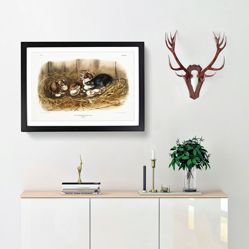 Black Rat by J.W. Audubon - Picture Frame Painting Print, 62cm H x 87cm W x 2cm D, Black Framed