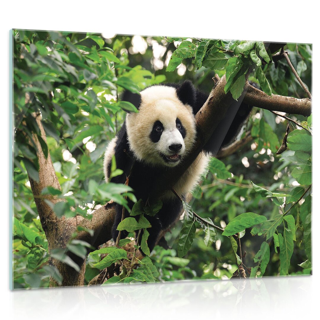 Glasbild Panda