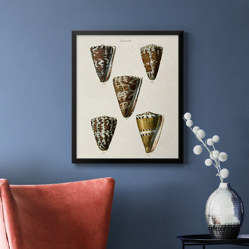 Toile encadrée de qualité supérieure Cone Shell Collection V - prête à être accrochée, Noir, H 24 po x l 20 po