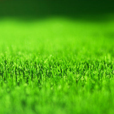 Green Grass by Nikada