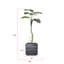 Plante de 65 po-1293565933