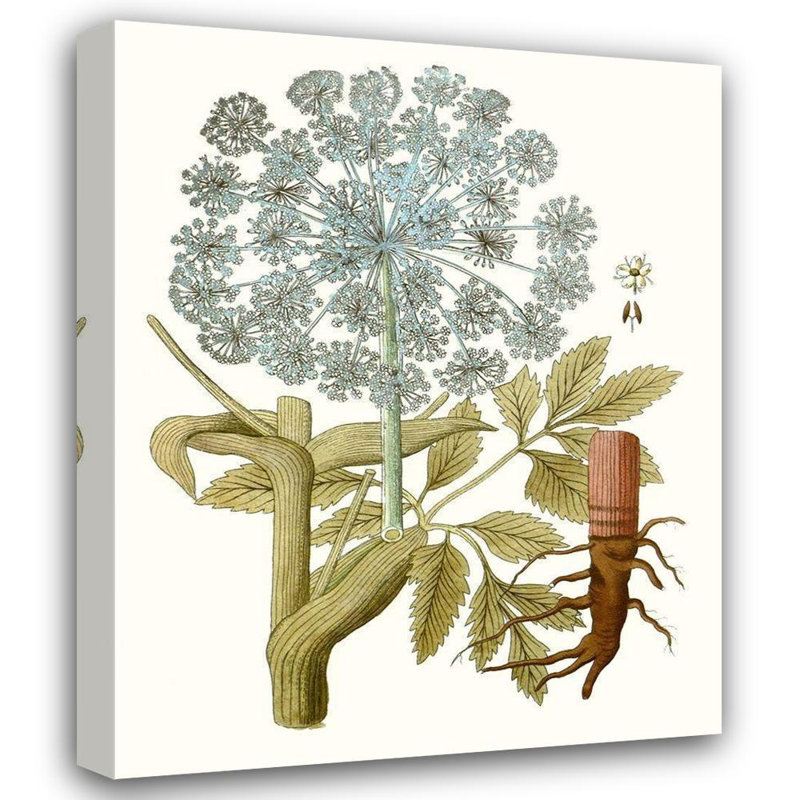 Art sur toile tendue Red Barrel Studio® Inconnu: Lacy Leaves III, H 18 po x l 15 po