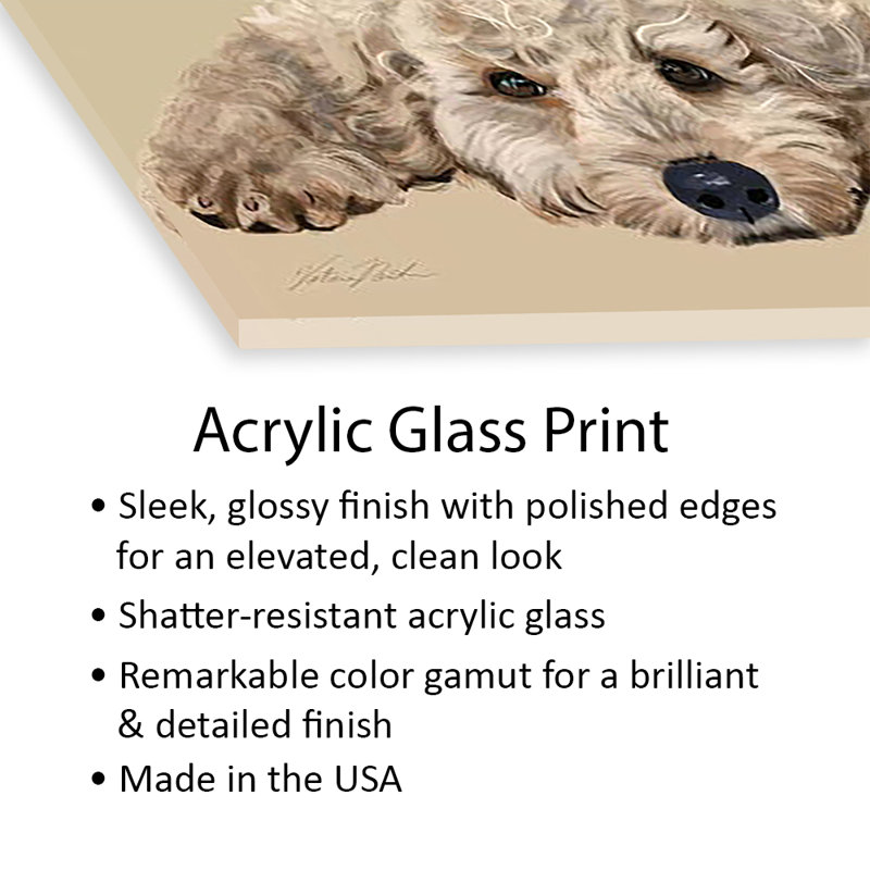 Labradoodle, impression sur verre acrylique, H 24 po x l 24 po x P 0,25 po