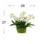 Faux Orchids in Glass Vase with Moss