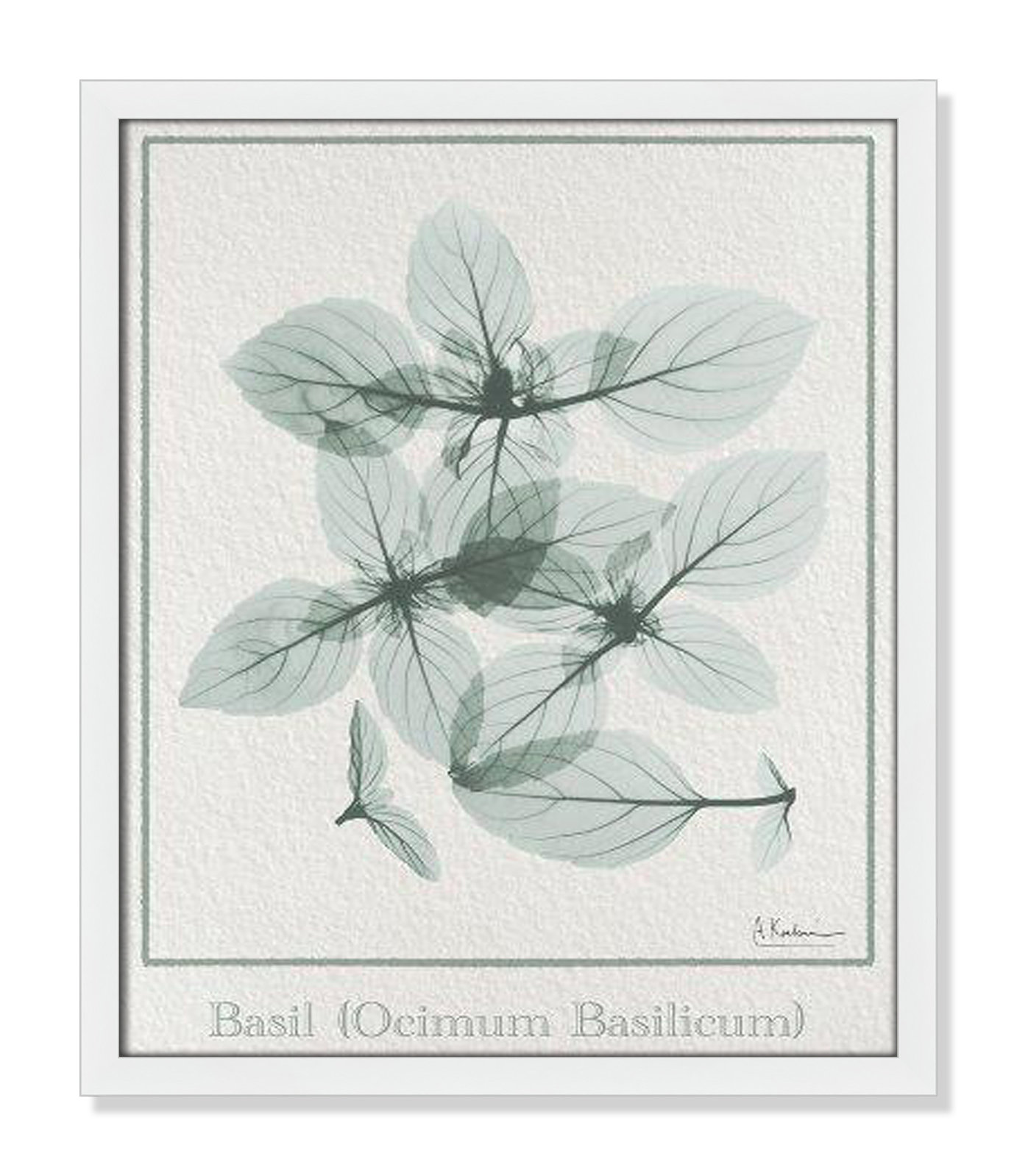 Jeanette "Basil Ocimum Basilicum" Painting, 19" H x 16" W x 1.25" D, Satin White Framed Paper