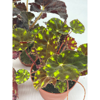 Set Of 3 Painted-Leaf Begonia 4 Inch