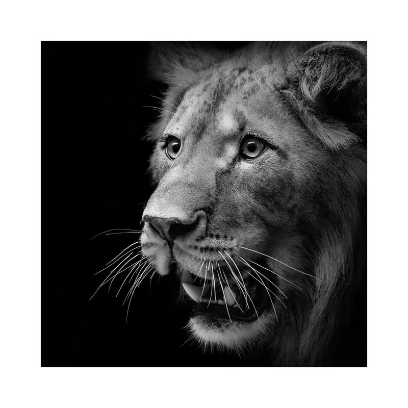 Lion In Black And White III by Lukas Holas - Wrapped Canvas Print, 66.04cm H x 66.04cm W x 1.905cm D