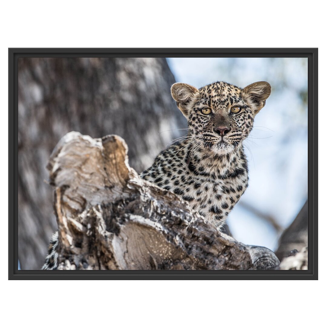 Gerahmtes Wandbild Leopardjunges auf Baum