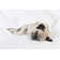 Pug Lying In Bed by Purple_queue - Wrapped Canvas Print