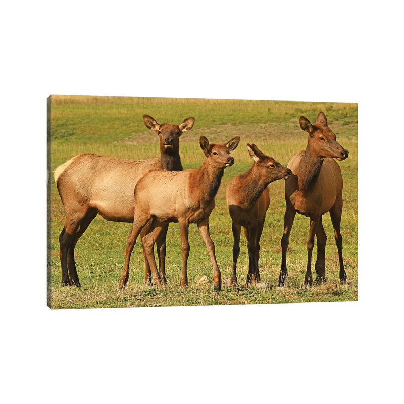 Elk Cows And Calves 1 Piece Wall Art on Canvas, 20.32 cm H x 30.48 cm W, Wrapped Canvas