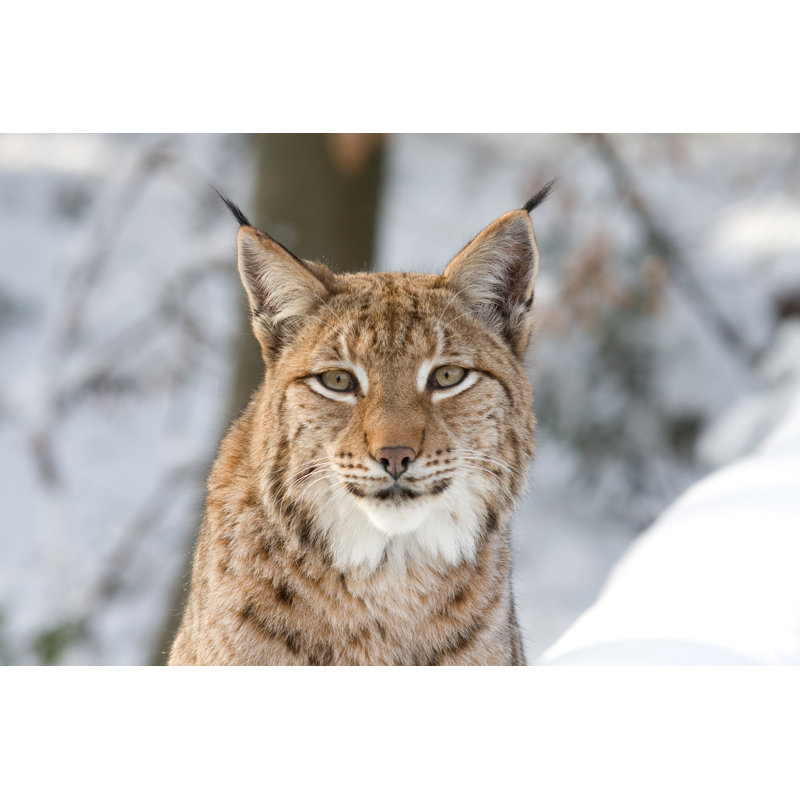 Eurasian Lynx Staring At Camera In A Snowy Forest by Hfoxfoto - Wrapped Canvas Print, 81cm H x 122cm W x 3.8cm D