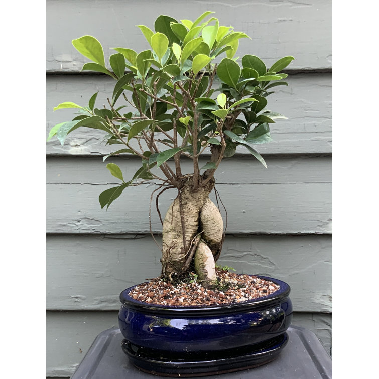 Bonsai Tree Live in Pot Indoor Plant Bonsai Pot Ceramic Thanksgiving Gift  Live Tree for Indoor Garden Holiday Gift Relaxation Office Plant 