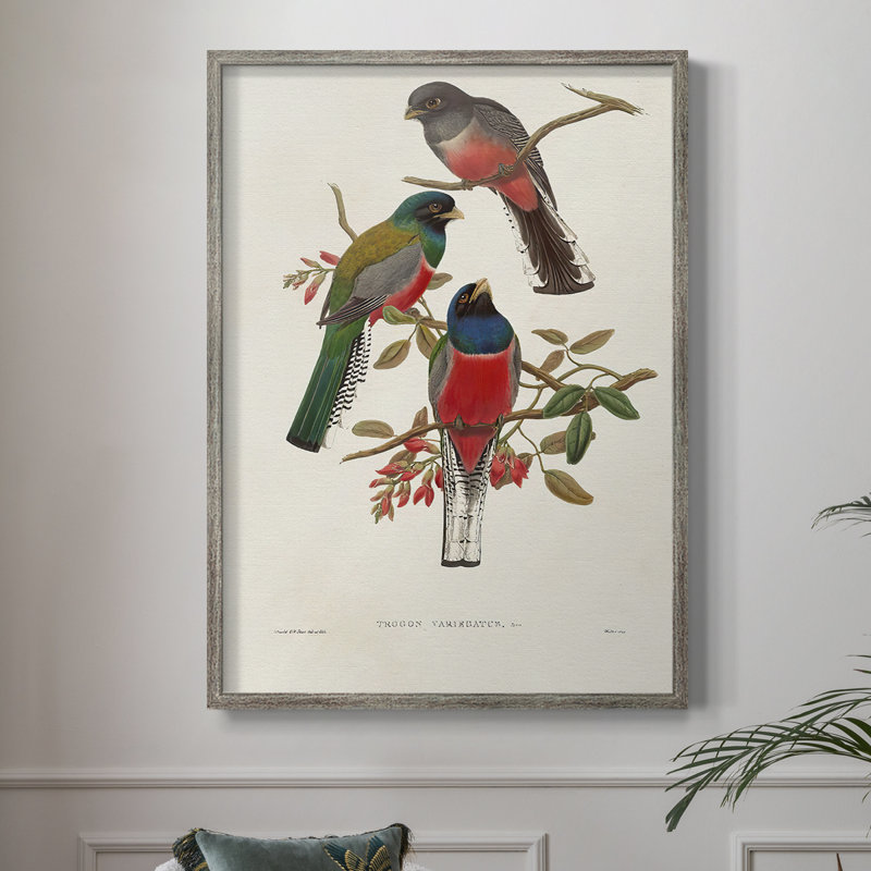 ElegantTrogonsIX Framed Print - Solid Wood, 21" H x 17" W