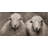 Sheep Sepia Print On Canvas-98694325