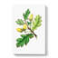 English Oak Tree Illustration - Wrapped Canvas-55370411