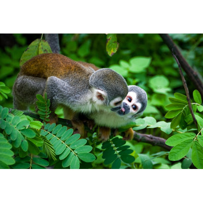 Two Squirrel Monkeys by Kalistratova