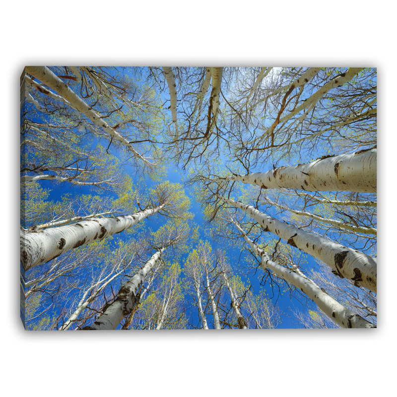 «Spring Aspens Skyward», art mural sur toile, H 12 po x l 16 po