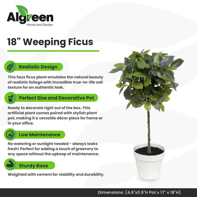 Ficus 18 po