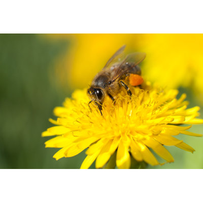 Biana Bee - Wrapped Canvas Print
