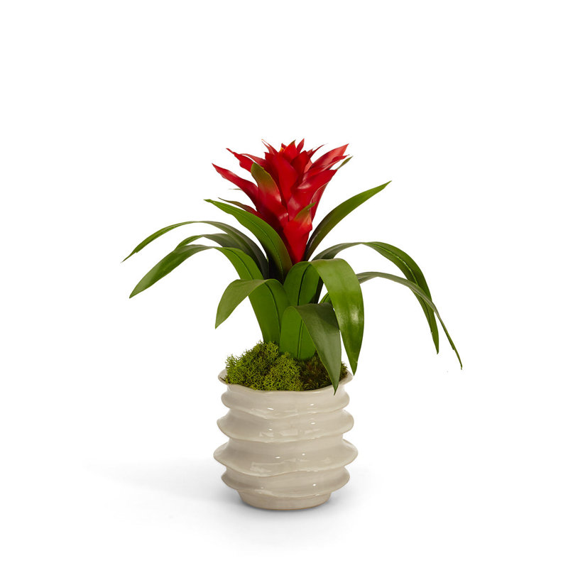 Arrangement floral de broméliacées en pot, Rouge