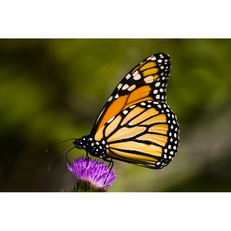 Papillon monarque - Photographie sur toile tendue, L 48 po x H 32 po